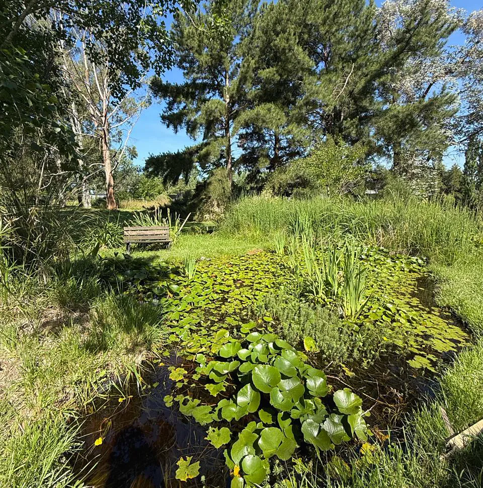 Estanque con plantas acuáticas en un rincón del jardín